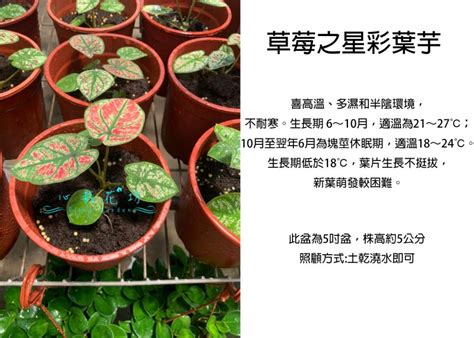 彩葉芋風水|15大彩葉芋品種介绍：草莓之星/月光/白皇后，夢幻配色等你入手